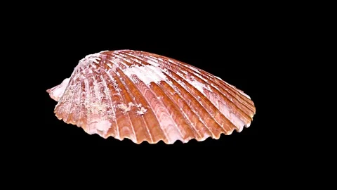 Seashell Isolated on Black Background – Close-up, Detail Stock Footage 87937410
