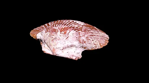 Seashell Isolated on Black Background – Close-up, Detail Stock Footage 87937441