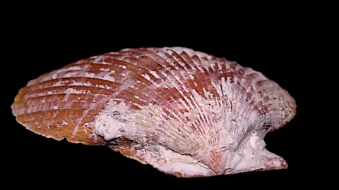 Seashell Isolated on Black Background – Close-up, Detail Stock Footage 87937468