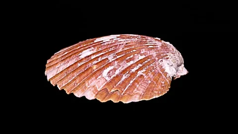 Seashell Isolated on Black Background – Close-up, Detail Stock Footage 87937472
