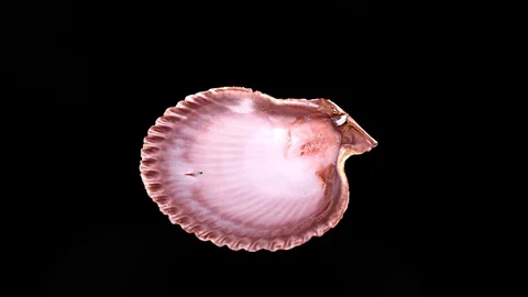 Seashell Isolated on Black Background – Close-up, Detail Stock Footage 87937524