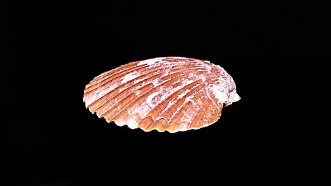 Seashell Isolated on Black Background – Close-up, Detail Stock Footage 87937551