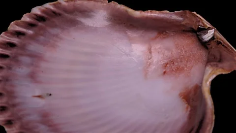 Seashell Isolated on Black Background – Close-up, Detail Stock Footage 87937578