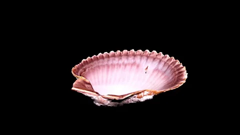 Seashell Isolated on Black Background – Close-up, Detail Stock Footage 87937617