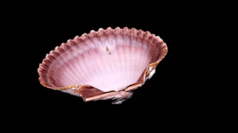 Seashell Isolated on Black Background – Close-up, Detail Stock Footage 87937661