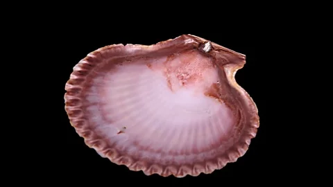 Seashell Isolated on Black Background – Close-up, Detail Stock Footage 87937679
