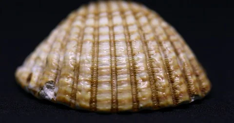 Seashell isolated on black background Stock Footage 105475513