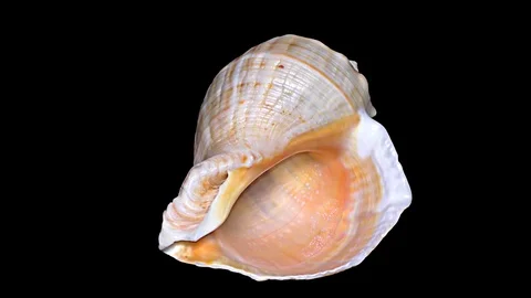Seashell Isolated on Black Background – Orange and White Seashell Stock Footage 86636070