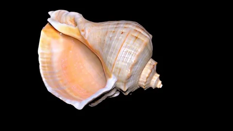 Seashell Isolated on Black Background – Orange and White Seashell Stock Footage 86636107