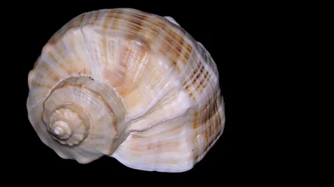 Seashell Isolated on Black Background – Orange and White Seashell Stock Footage 86636232
