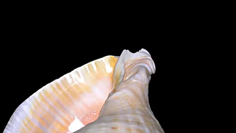 Seashell Isolated on Black Background – Orange and White Seashell Stock Footage 86636240