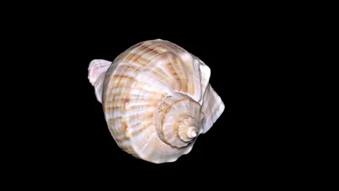Seashell Isolated on Black Background – Orange and White Seashell Stock Footage 86636317