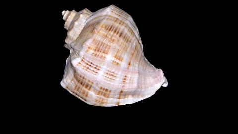 Seashell Isolated on Black Background – Orange and White Seashell Stock-Footage 86636335