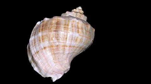Seashell Isolated on Black Background – Orange and White Seashell Stock Footage 86636437