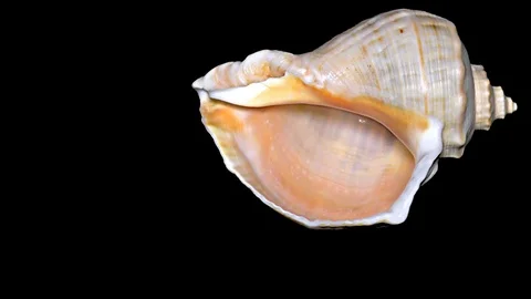 Seashell Isolated on Black Background – Orange and White Seashell Stock Footage 86636566