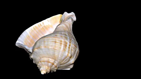 Seashell Isolated on Black Background – Orange and White Seashell Stock Footage 86636590