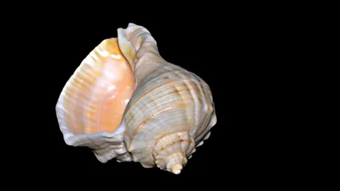 Seashell Isolated on Black Background – Orange and White Seashell Stock Footage 86636706