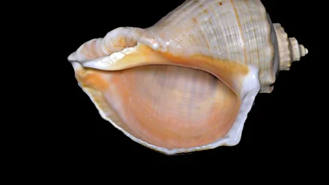 Seashell Isolated on Black Background – Orange and White Seashell Stock Footage 86636786