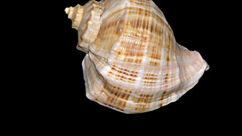 Seashell Isolated on Black Background – Orange and White Seashell Stock Footage 86636870