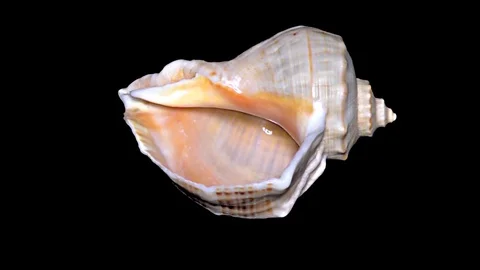 Seashell Isolated on Black Background – Orange and White Seashell Stock Footage 86636959