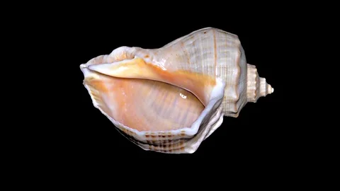Seashell Isolated on Black Background – Orange and White Seashell Stock Footage 86637000
