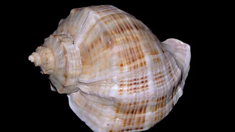 Seashell Isolated on Black Background – Orange and White Seashell Stock Footage 86637008