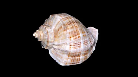 Seashell Isolated on Black Background – Orange and White Seashell Stock Footage 86637065