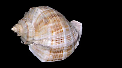 Seashell Isolated on Black Background – Orange and White Seashell Stock Footage 86637066