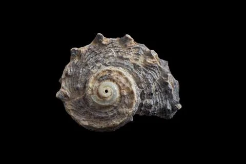 Seashell isolated on a black background. Stock Photos