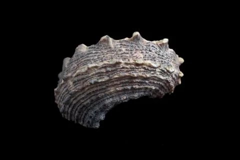 Seashell isolated on a black background. Stock Photos