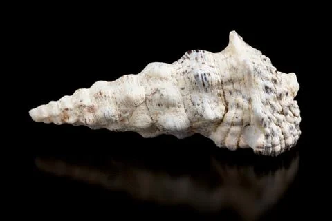 Seashell isolated on a black background. Stock Photos