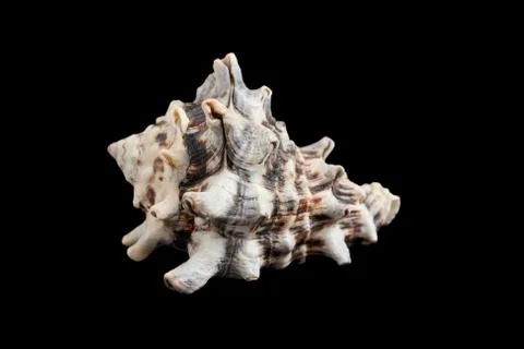 Seashell isolated on a black background. Stock Photos