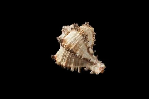 Seashell isolated on a black background. Stock Photos