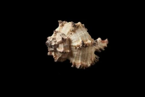 Seashell isolated on a black background. Stock Photos