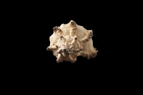 Seashell isolated on a black background. Stock Photos