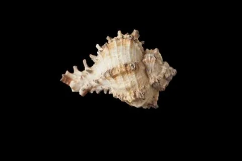 Seashell isolated on a black background. Stock Photos