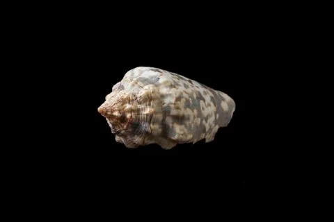 Seashell isolated on a black background. Stock Photos
