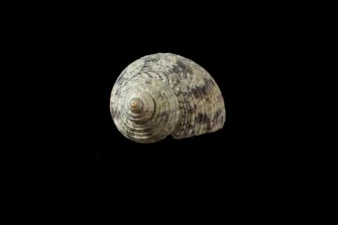Seashell isolated on a black background. Stock Photos