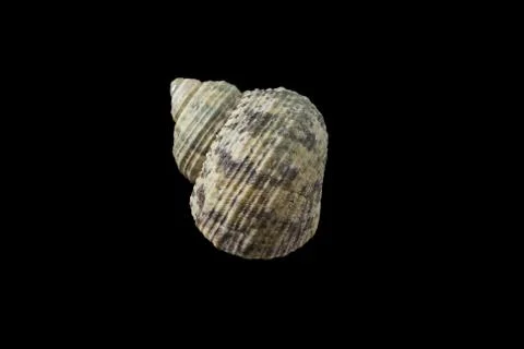 Seashell isolated on a black background. Stock Photos