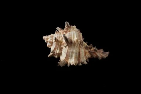 Seashell isolated on a black background. Stock Photos