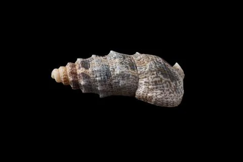 Seashell isolated on a black background. Stock Photos