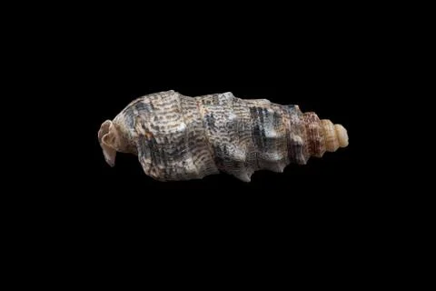 Seashell isolated on a black background. Stock Photos