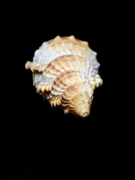 Seashell isolated on black background Foto stock