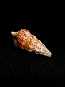 Seashell isolated on black background Stock Photos