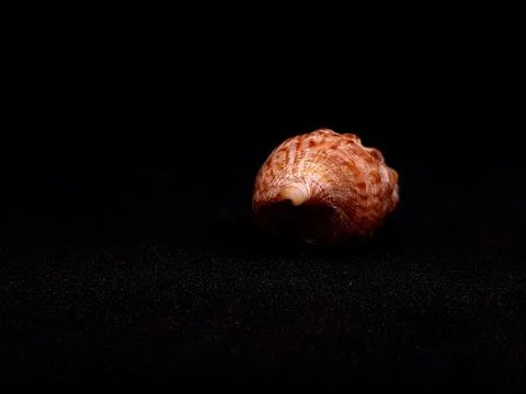 Seashell isolated on black background Foto stock