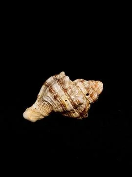 Seashell isolated on black background Foto stock
