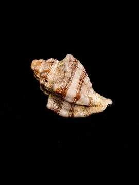 Seashell isolated on black background Stock Photos
