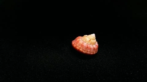Seashell isolated on black background Foto stock