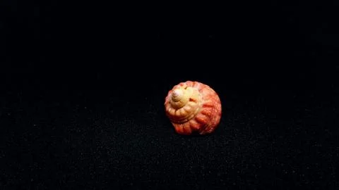 Seashell isolated on black background Foto stock
