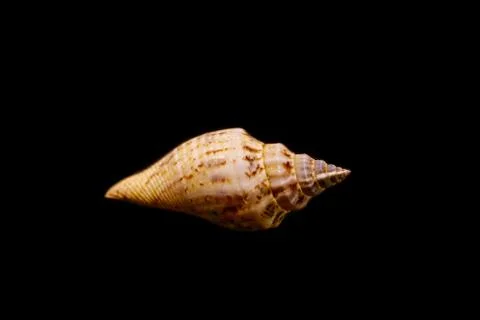 Seashell isolated in black background Stock Photos